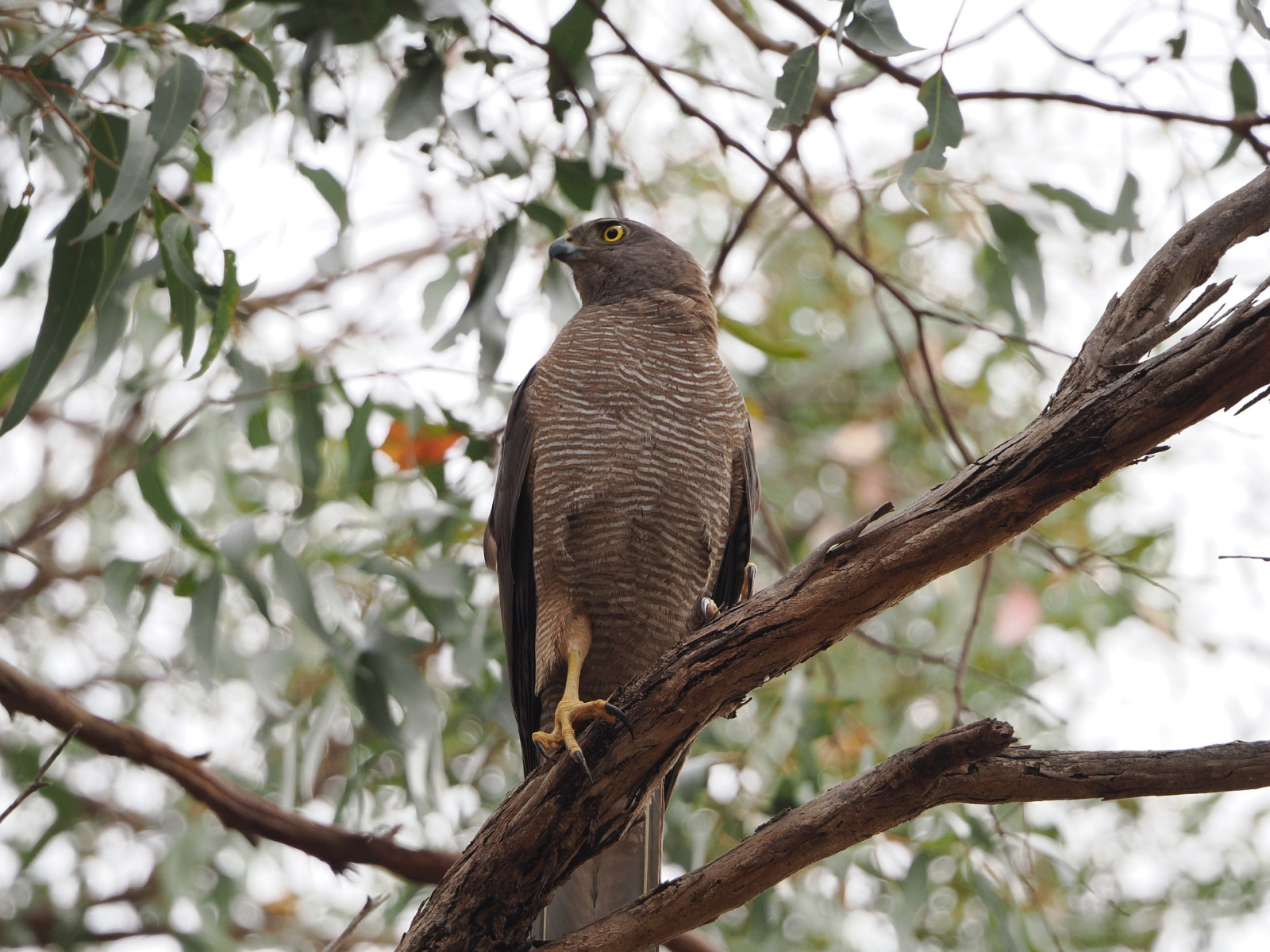 image Brown Goshawk